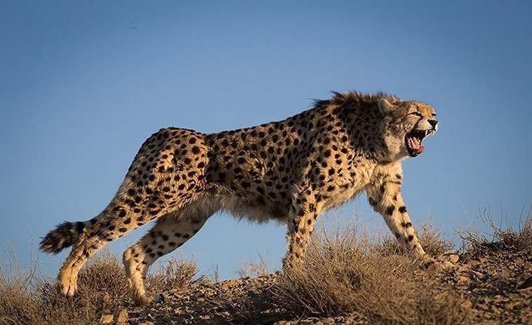 asiatic cheetah