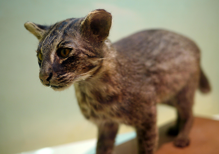 iriomote cat