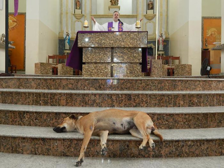 brazilian priest rescues abandoned dogs
