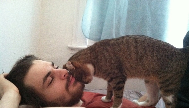 cat headbutt