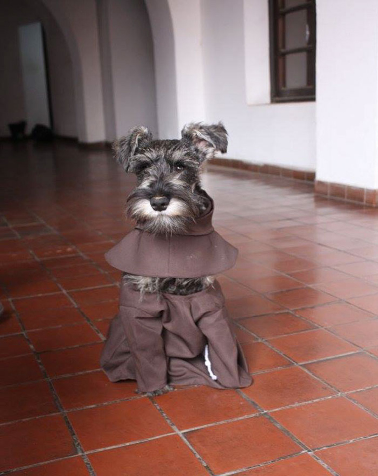 monastery adopts friar dog