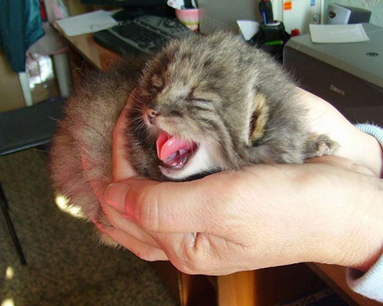 russian farmer wild cat kittens