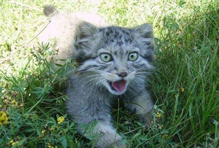 russian farmer wild cat kittens